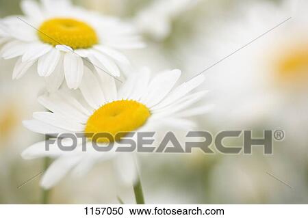 Detail of daisies View Large Photo Image Stock Image - Detail of daisies. Fotosearch