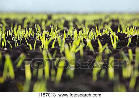 Detail of shoots in a field View Large Photo Image Stock Image - Detail of shoots in a field. Fotosearch