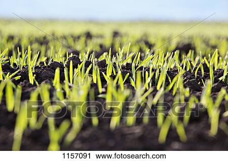 Detail of shoots in a field View Large Photo Image Stock Image - Detail of shoots in a field. Fotosearch