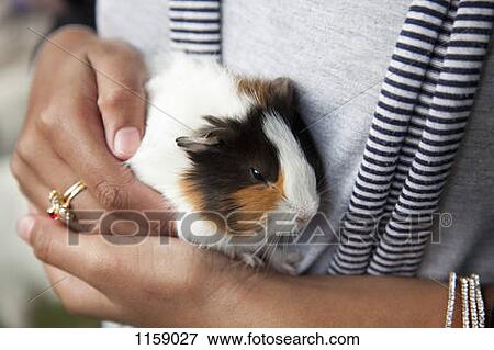 Farm pet, guinea pig (Cavia porcellus) View Large Photo Image Stock Photo - Farm pet, guinea pig (Cavia porcellus) . Fotosearch