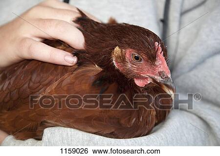 Farm pet, Red Fowl (Gallus Gallus) View Large Photo Image Stock Photograph - Farm pet, Red Fowl (Gallus Gallus). Fotosearch
