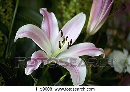Flower blooming, Easter Lily (Lilium Longiflorum) View Large Photo Image Stock Photo - Flower blooming, Easter Lily (Lilium Longiflorum). Fotosearch