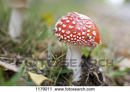 Fly agaric mushroom (Amanita muscaria) View Large Photo Image Stock Image - Fly agaric mushroom (Amanita muscaria). Fotosearch