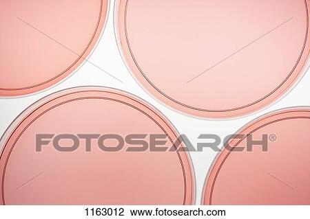 Four petri dishes with pink liquid View Large Photo Image Stock Image - Four petri dishes with pink liquid. Fotosearch