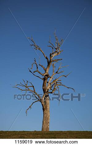 Gum tree alone in field View Large Photo Image Stock Photo - Gum tree alone in field. Fotosearch