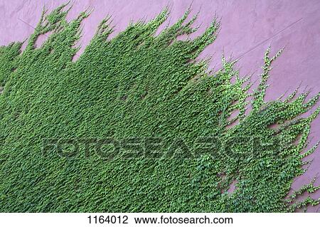 Ivy climbing up wall View Large Photo Image Stock Image - Ivy climbing up wall. Fotosearch