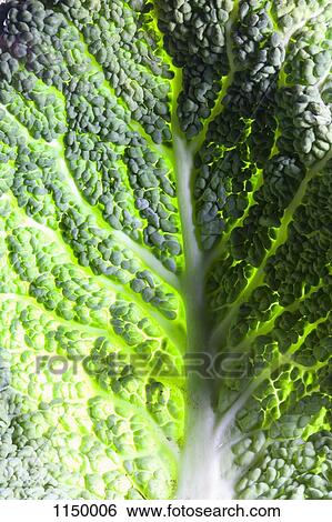 Leaf of Savoy cabbage, full frame View Large Photo Image Stock Photograph - Leaf of Savoy cabbage, full frame. Fotosearch