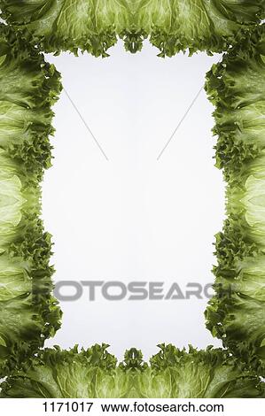 Stock Photo - Leaves of green leaf lettuce arranged into a frame on a light box. Fotosearch