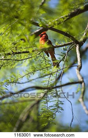 North Carolina's sate bird, the Red Cardinal (Cardinalis cardinalis) View Large Photo Image Stock Image - North Carolina's sate bird, the Red Cardinal (Cardinalis cardinalis) . Fotosearch