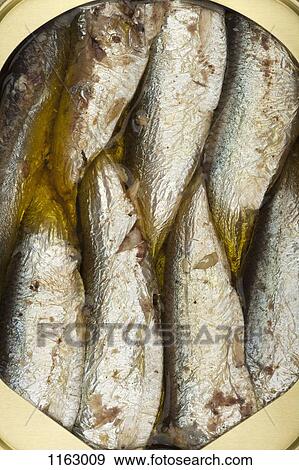 Stock Photo - Packed sardines in a can. Fotosearch