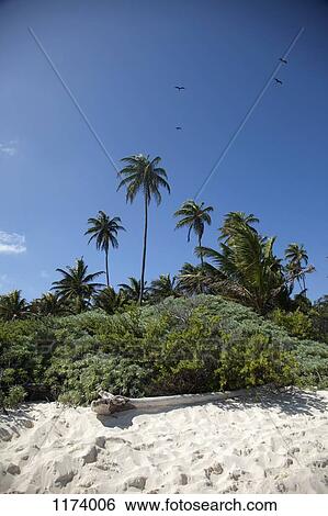 Palm trees and lush foliage on a beach in View Large Photo Image Stock Photograph - Palm trees and lush foliage on a beach in . Fotosearch