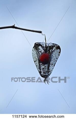 Picture - Physalis fruit hanging from a branch. Fotosearch