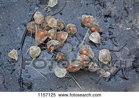 Stock Photography - Physalis fruit on the ground in a puddle. Fotosearch