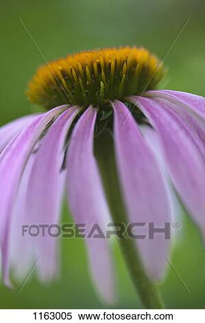 Purple Coneflower (Echinacea) in bloom View Large Photo Image Stock Photography - Purple Coneflower (Echinacea) in bloom. Fotosearch