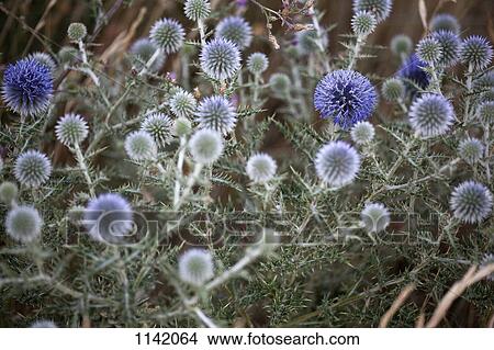 Purple wildflowers View Large Photo Image Picture - Purple wildflowers. Fotosearch