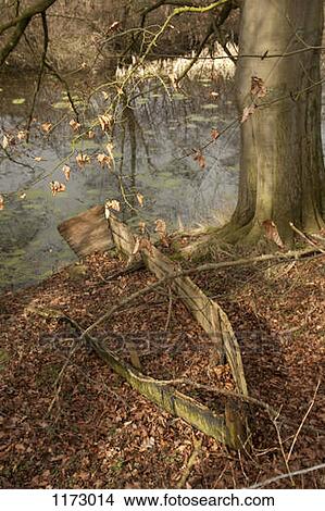 Ruined old rowing boat covered in dead leaves by river View Large Photo Image Picture - Ruined old rowing boat covered in dead leaves by river. Fotosearch