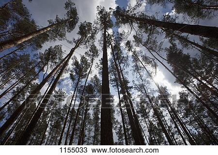 Stock Image - Surrounding of redwood trees. Fotosearch