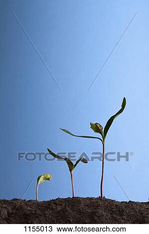 Three plants in a row View Large Photo Image Stock Image - Three plants in a row. Fotosearch