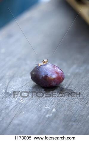 Tiny snail on plum View Large Photo Image Stock Photography - Tiny snail on plum. Fotosearch