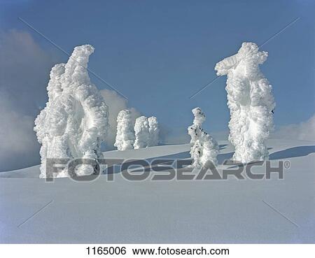 Trees covered in snow on a mountain slope, Mount Seymour, Vancouver, British Columbia, Canada View Large Photo Image Stock Photograph - Trees covered in snow on a mountain slope, Mount Seymour, Vancouver, British Columbia, Canada. Fotosearch