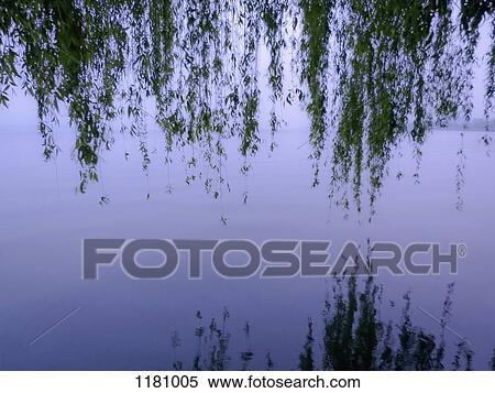 Weeping willow branches hanging over West Lake, Hangzhou, China View Large Photo Image Stock Photography - Weeping willow branches hanging over West Lake, Hangzhou, China. Fotosearch