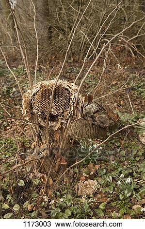 Wild paper wasp nest on branches View Large Photo Image Stock Image - Wild paper wasp nest on branches . Fotosearch