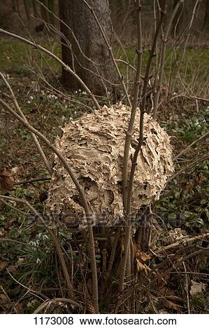 Stock Photo - Wild paper wasp nest on branches. Fotosearch