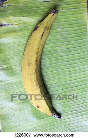 Stock Photo - A banana lying on a banana leaf. Fotosearch