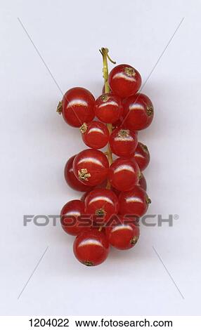 A bunch of red currants, close-up View Large Photo Image Stock Image - A bunch of red currants, close-up. Fotosearch