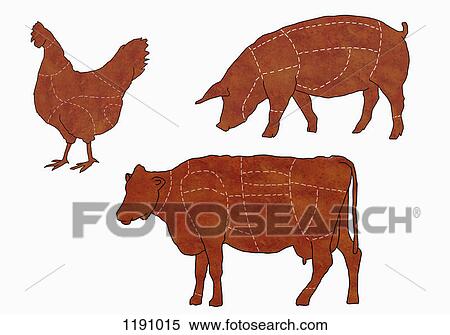 Stock Photography - A butcher's diagram of a cow, a chicken and a pig. Fotosearch