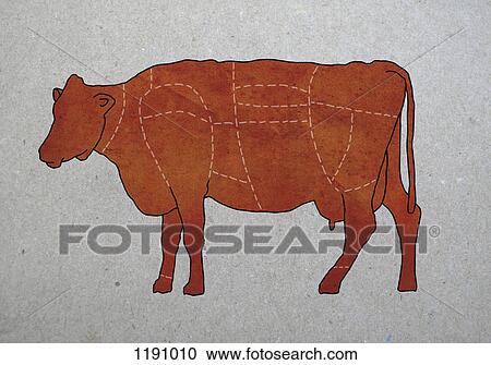 A butcher's diagram of a cow View Large Photo Image Stock Image - A butcher's diagram of a cow. Fotosearch