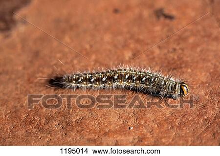 A caterpillar on a rock View Large Photo Image Picture - A caterpillar on a rock. Fotosearch
