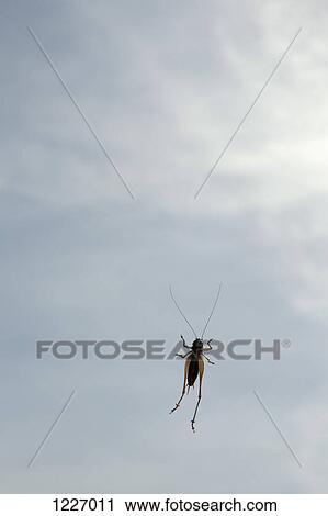 A cricket on a window, low angle view View Large Photo Image Stock Image - A cricket on a window, low angle view. Fotosearch