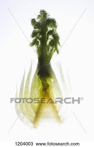 A cross section of fennel on a light box View Large Photo Image Stock Image - A cross section of fennel on a light box. Fotosearch