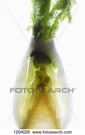 A cross section of fennel on a light box View Large Photo Image Stock Photograph - A cross section of fennel on a light box. Fotosearch