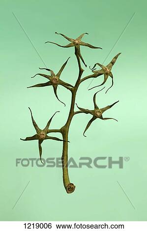 Stock Photograph - A cut tomato vine without any tomatoes. Fotosearch
