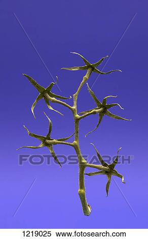 A cut tomato vine without any tomatoes View Large Photo Image Stock Photography - A cut tomato vine without any tomatoes. Fotosearch