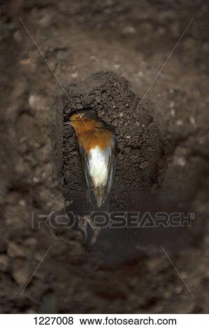 A dead Robin buried in the dirt View Large Photo Image Stock Photo - A dead Robin buried in the dirt. Fotosearch