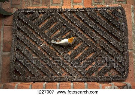 Stock Photo - A dead Robin lying on a doormat. Fotosearch