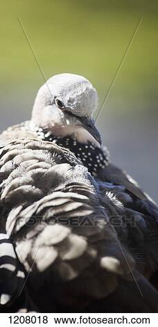 A dove View Large Photo Image Stock Photo - A dove. Fotosearch
