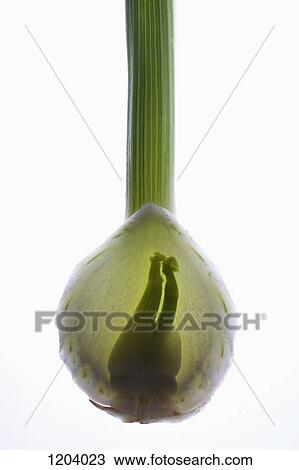 A fennel bulb on a light box View Large Photo Image Stock Image - A fennel bulb on a light box . Fotosearch