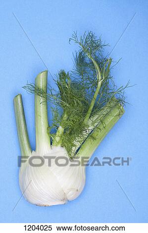 A fennel bulb View Large Photo Image Stock Photography - A fennel bulb . Fotosearch