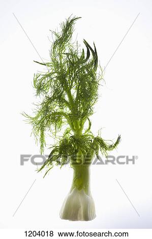 A fennel stem and leaves View Large Photo Image Stock Photo - A fennel stem and leaves. Fotosearch