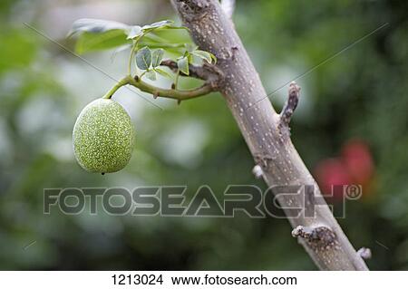 A fig growing on a fig tree View Large Photo Image Picture - A fig growing on a fig tree. Fotosearch