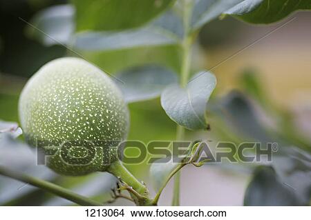 A fig growing on a fig tree View Large Photo Image Picture - A fig growing on a fig tree. Fotosearch