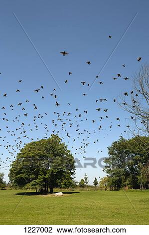 Stock Image - A flock of birds flying over trees in a park during summertime. Fotosearch