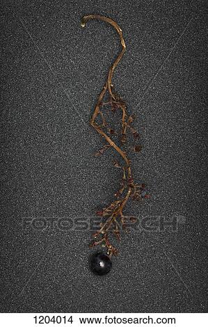 A grape branch with a single grape left View Large Photo Image Picture - A grape branch with a single grape left. Fotosearch
