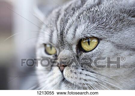 A gray domestic cat looking away curiously View Large Photo Image Stock Photography - A gray domestic cat looking away curiously. Fotosearch