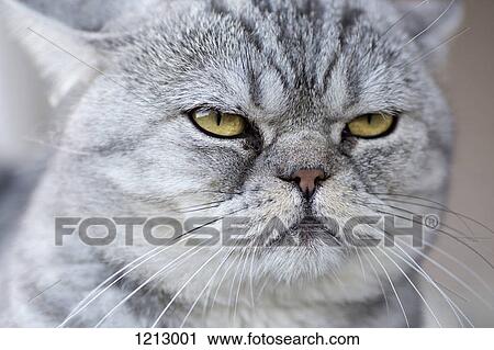 A gray domestic cat looking serene View Large Photo Image Stock Image - A gray domestic cat looking serene. Fotosearch