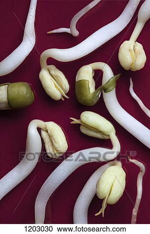 Stock Image - A group of bean sprouts arranged on a red background, close-up. Fotosearch